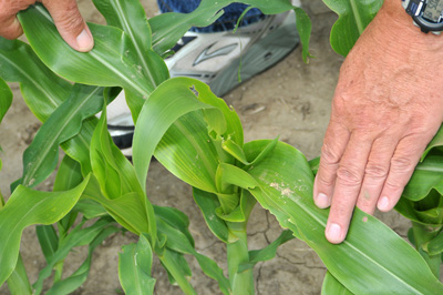 As the corn earworm increase in size, so does its damage