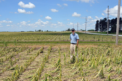 Result of severe winds and hail on cornfield, Benton County, June 14