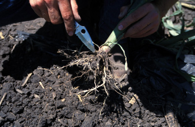 Inspecting root mass and surrounding soil for rootworms
