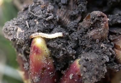Corn rootworm and damaged nodal roots