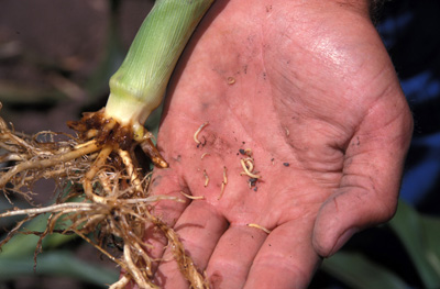 Rootworm larval yield from one root mass