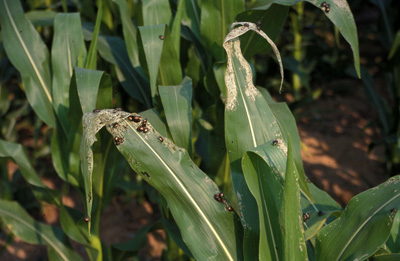 adult japanese beetles feeding on corn leaves