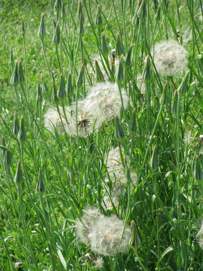 Figure 1. Western Salsify