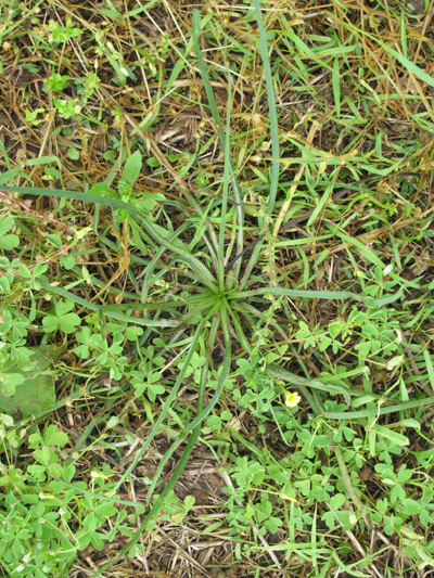 Figure 2. Rosette of Western Salsify