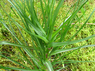 Figure 3. Bolting stem of Western Salsify