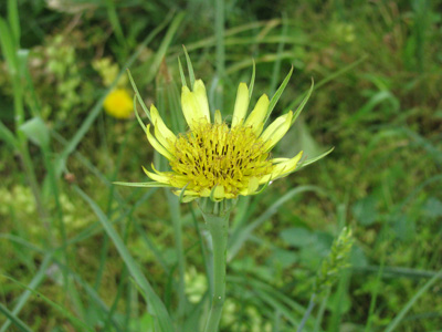 Figure 4. Flower head of Western Salsify