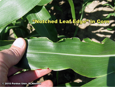 Notched leaf edge symptom in V9 corn