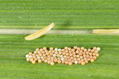 Developing western bean cutworm eggs