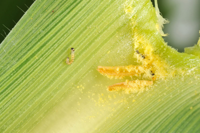 Just hatched larva in leaf axil of pollinating plant