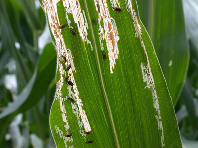 Rootworm beetles feeding on corn leaf