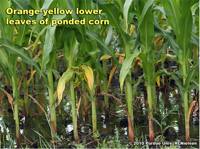 Orange-yellow leaves; typical symptom related to root death by drowning