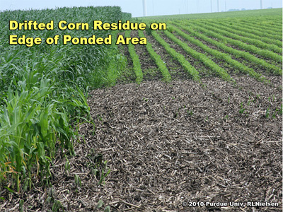 Drifted corn residue resulting from water flow following deluge of rain