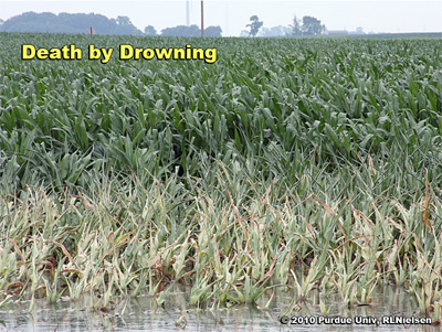 Wilted and dying corn plants around perimeter of ponded area, less than 48 hours after rain