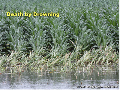 Wilted and dying corn plants around perimeter of ponded area, less than 48 hours after rain