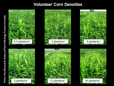 Figure 1. Volunteer corn densities within the study