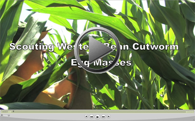 video on Western Bean Cutworm Early Scouting