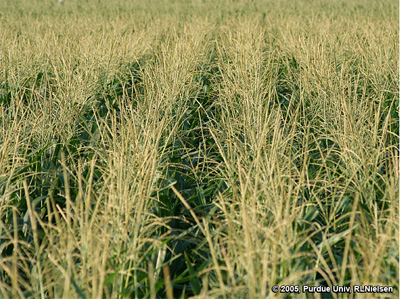 Field of tasseling corn