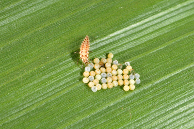 Lacewing larva feeding on eggs