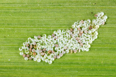 This egg mass has been eaten by a predator