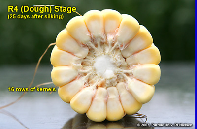 Depth of kernels in cross-section of cob at growth stage R4. Note the pinkish color developing in the cob tissues
