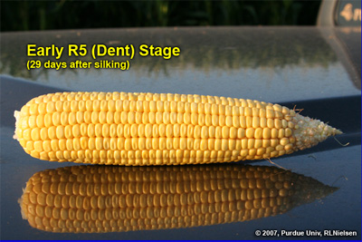 Kernel apprearance at ealy R5. Approximately 36 kernels per row an about 7 per row and about 7 non-pollinated ovules at tip