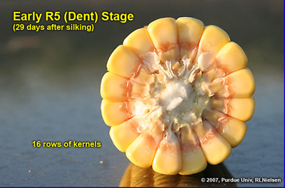 Depth of kernels in cross-section of cob at early R5. Kernel milkline not yet visible. Pinkish cob tissue clearly visible
