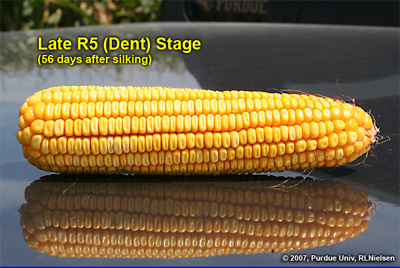 Kernel appearance at late R5. Approximately 42 kernels per row and about 2 non-pollinated ovules at tip