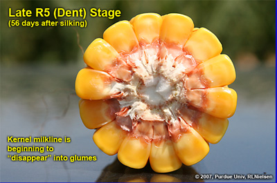 Depth of kernels in cross-section of cob at late R5. Kernel milkline has nearly dissappeared into cob glume tissue