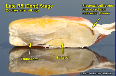 Cross-section of late R5 kernel showing the discolored placental cell layers that have noticeably thinned