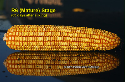 Ear and kernel appearance at growth stage R6 (physiological maturity); about 63 days after mid-silk