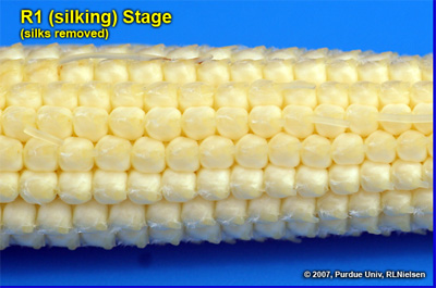 Closer view of cob and ovules with silks removed at growth stage R1