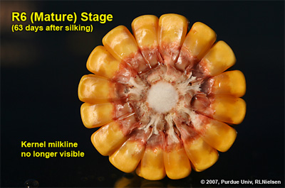 Depth of kernels in cross-section of cob at growth stage R6. Kernel milkline has disappeared into cob glume tissue