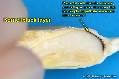Cross-section of kernel at growth stage R6 depicting the kernel black layer (dead & collapsed placental cells near the tip of the kernel)