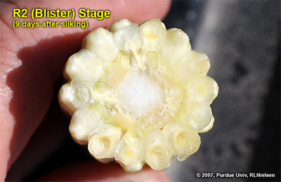 Depth of kernels in cross-section of cob at growth stage R2