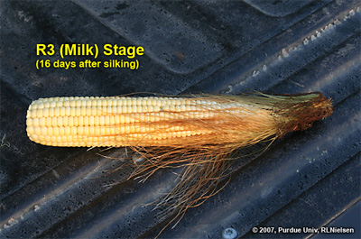 Ear with husks removed showing kernels and spent silks at growth stage R3