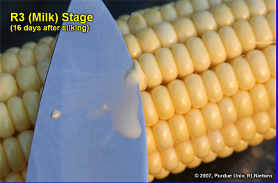 Milky sugary fluid from developing kernel cut with knife at growth stage R3