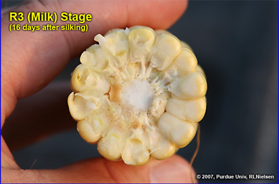 Depth of kernels in cross-section of cob at growth stage R3