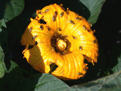 Western corn rootworm beetles love pumpkin flowers for their pollen