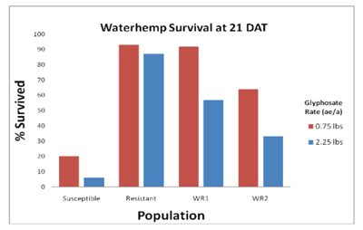 Percent survival of waterhemp population
