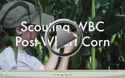 Video on Western Bean Cutworm Scouting post-whorl