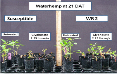 control of glyphosate