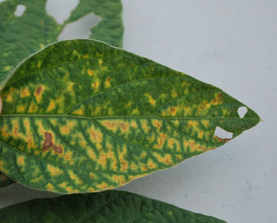 Figures 1 and 2. Foliar symptoms of sudden death syndrome (SDS) on soybean leaves.