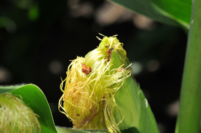 Gently pulling back these silks revealed WBC frass, with the larva found at the ear tip