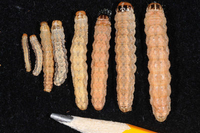 The sizes of WBC larvae likely found in ears at this time