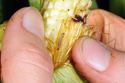 Small WBC larva and damage revealed after pulling the shucks back beyond the ear tip