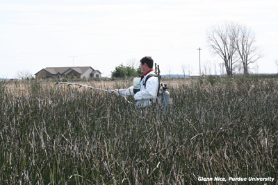 Figure 1. Applications made over the top of non-mowed scouringrush. Dense colonies of scouringrush is not easy to walk through.