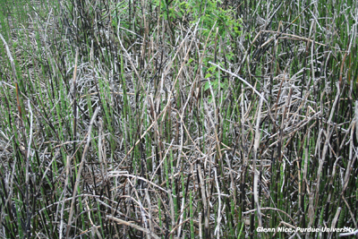 Figure 3. Die back from Gramoxone Inteon applications. Stems turned black then died leaving a mat of dean material. New growth can be seen growing up out of the old growth.