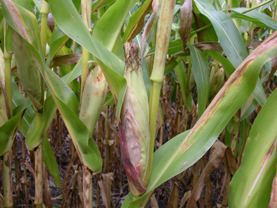 Corn plant at R3 stage suffering from both low N status and diplodia ear rot