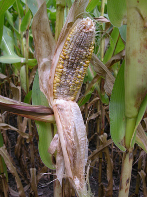 Premature ear death and aborted kernels from deficient N fertilizer and diplodia infection