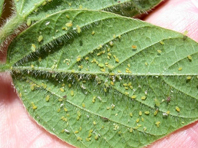 Soybean aphid colonized leaflet